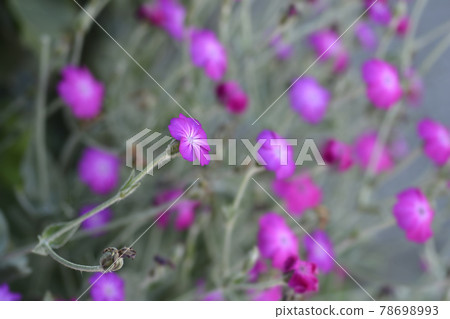 Rose campion 78698993