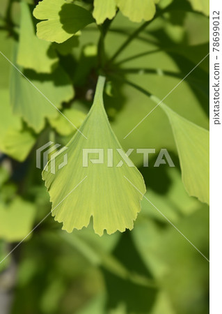 Ginkgo Fastigiata leaves Ginkgo Fastigiata leaves 78699012