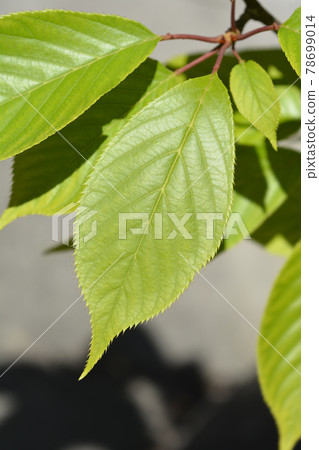 Japanese flowering cherry Kanzan Japanese flowering cherry Kanzan 78699014