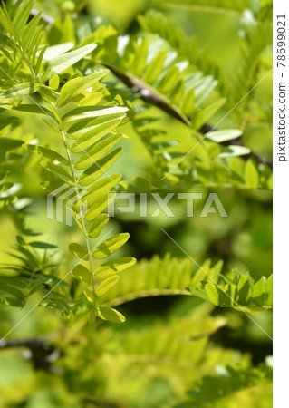 Honey locust Sunburst 78699021