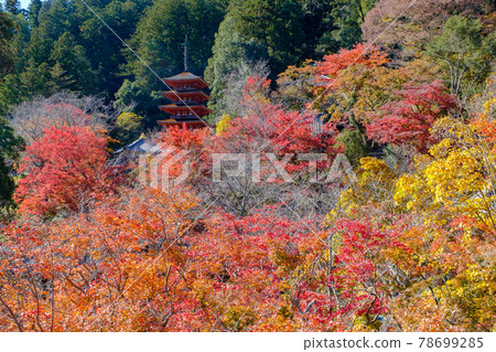 Autumn leaves of Nara Hase-dera Autumn leaves of Nara Hase-dera 78699285
