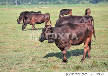 Japanese beef Japanese beef 78699306