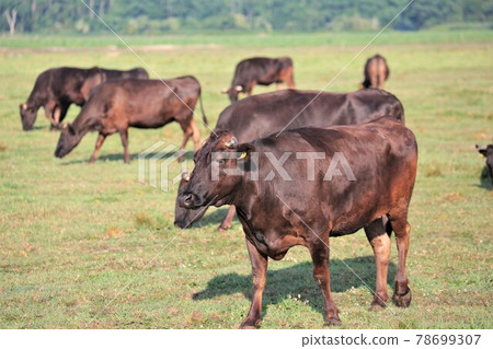 Japanese beef Japanese beef 78699307
