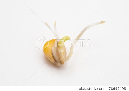 Roots and sprouts emerge from corn seeds Roots and sprouts emerge from corn seeds 78699498