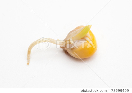 Roots and sprouts emerge from corn seeds Roots and sprouts emerge from corn seeds 78699499