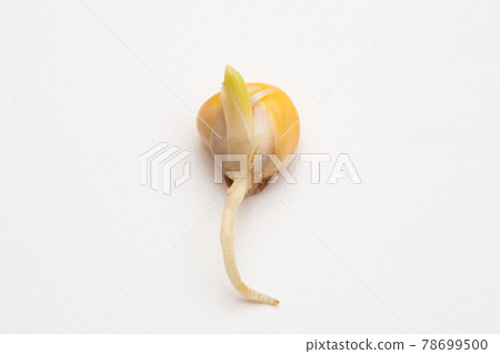 Roots and sprouts emerge from corn seeds Roots and sprouts emerge from corn seeds 78699500