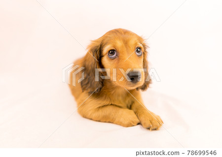 Miniature dachshund puppy red 78699546