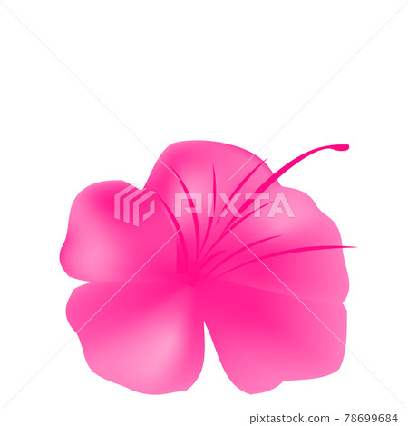 杜鵑花 (花的矢量圖) 78699684
