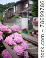 hydrangea   78699786
