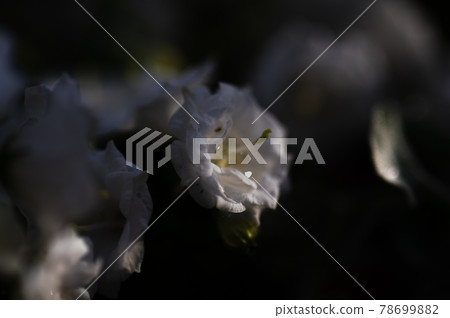 Drops of white flowers illuminated by the sun | Campanula White Wonder | Veranda gardening with a wall-mounted basket 78699882
