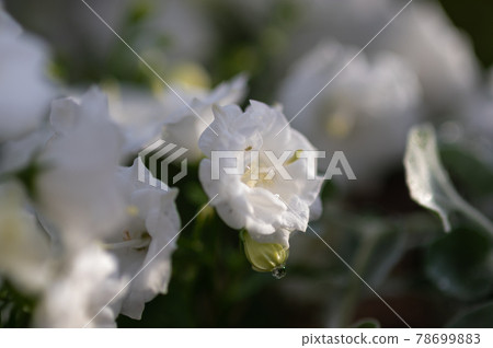 Drops of white flowers illuminated by the sun | Campanula White Wonder | Veranda gardening with a wall-mounted basket 78699883