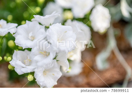 陽台園藝在壁掛式小白花籃中,風鈴白奇蹟 陽台園藝在壁掛式小白花籃中,風鈴白奇蹟 78699911