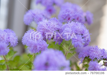 Veranda gardening in a wall-mounted basket of Ageratum with a refreshing fluffy pale blue 78700106