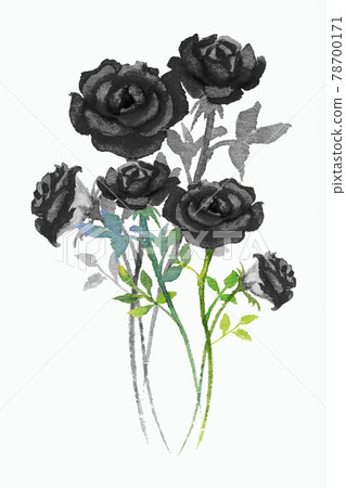 Painting watercolor black flowers of roses. Painting watercolor black flowers of roses. 78700171