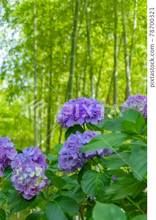 Kotoku-in Temple, hydrangeas in full bloom (Toyoake City, Aichi Prefecture) 78700321