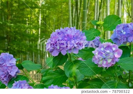 高德院、繡球花盛開<愛知縣豐明市> 高德院、繡球花盛開<愛知縣豐明市> 78700322