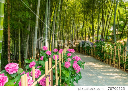 高德院、繡球花盛開<愛知縣豐明市> 高德院、繡球花盛開<愛知縣豐明市> 78700323
