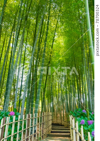 高德院、繡球花盛開<愛知縣豐明市> 78700324