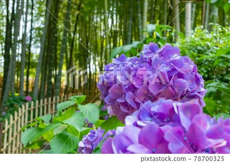 高德院、繡球花盛開<愛知縣豐明市> 高德院、繡球花盛開<愛知縣豐明市> 78700325