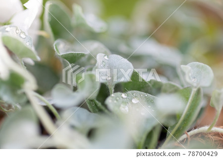 Gardening with a heart-shaped silver leaf Dikondra silver fall hung in a wall-mounted basket 78700429