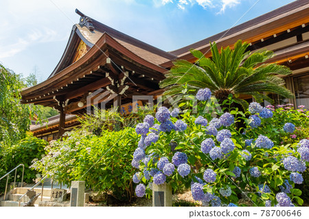 Kotoku-in Temple, hydrangeas in full bloom (Toyoake City, Aichi Prefecture) 78700646