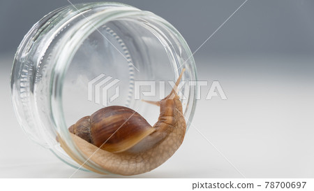 Close-up of a snail crawling on an empty glass jar on a white background. The use of shellfish in cosmetology. 78700697