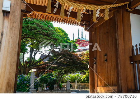 高德院、繡球花盛開<愛知縣豐明市> 高德院、繡球花盛開<愛知縣豐明市> 78700716