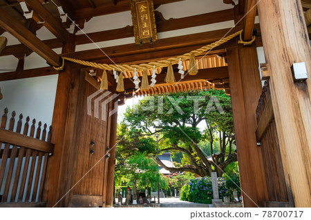 高德院、繡球花盛開<愛知縣豐明市> 高德院、繡球花盛開<愛知縣豐明市> 78700717