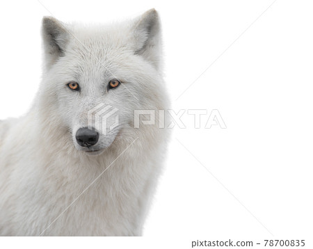 portrait polar white wolf isolated on white background. portrait polar white wolf isolated on white background. 78700835