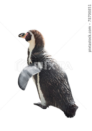 penguin walking isolated on white background 78700851