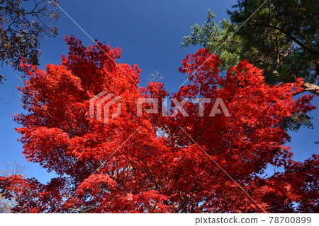 山中湖秋葉節的鮮紅楓葉，猶如逃往太空的秋藍天 78700899