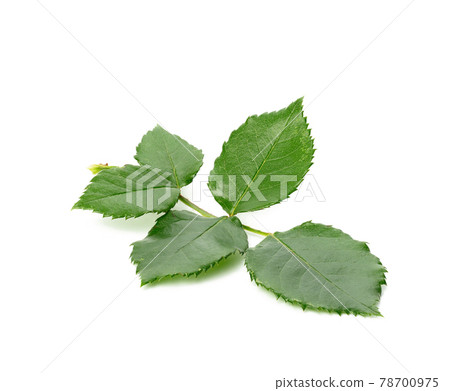 young rose branch with green leaves on a white background young rose branch with green leaves on a white background 78700975