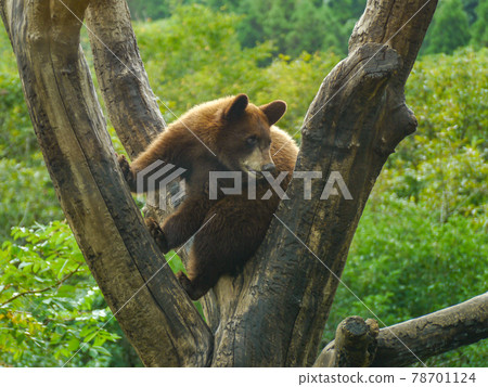 American black bear at Fuji Safari Park 78701124