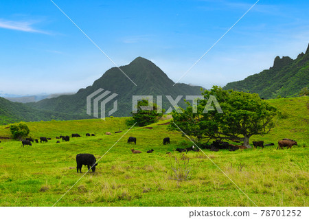 Hawaii Oahu Kualoa Ranch Movie Location 78701252