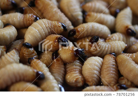Group of oragnic Living edible palm weevil larvae (Rhynchophorus phoenicis), Rhinoceros beetle at traditional food market in the national jungle forest, protein source, advertisement backgrounds Group of oragnic Living edible palm weevil larvae (Rhynchophorus phoenicis), Rhinoceros beetle at traditional food market in the national jungle forest, protein source, advertisement backgrounds 78701256