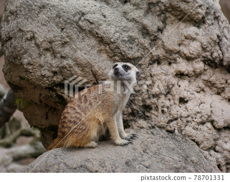 Fuji Safari Park Meerkat 78701331