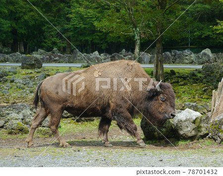 American Bison at Fuji Safari Park 78701432