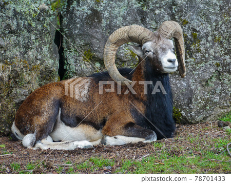 富士野生動物園 Mouflon 78701433