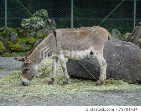 富士野生動物園的驢 78701434