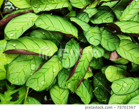 Green wet tropical leaves pattern background Green wet tropical leaves pattern background 78701567