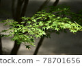 light  78701656