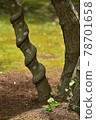 wood  78701658