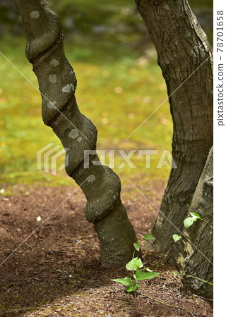 wood  78701658