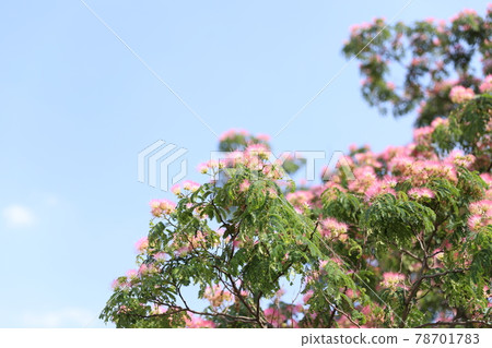 Nem 樹在藍天背景中 78701783