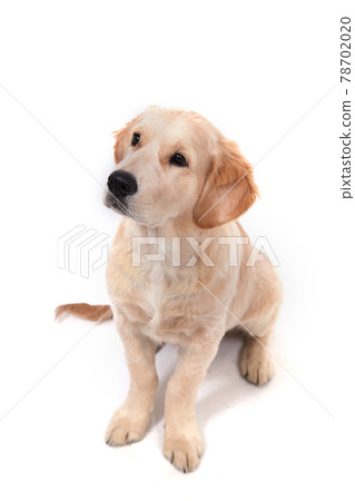 A puppy of Golden Retriever sits on an white background and looks up A puppy of Golden Retriever sits on an white background and looks up 78702020