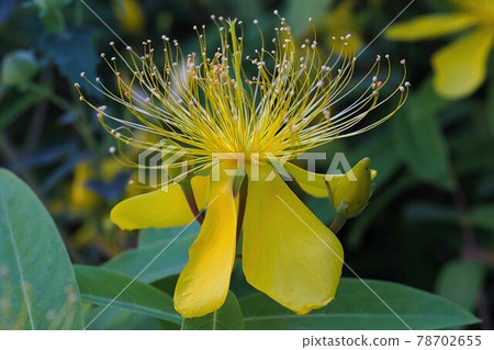 Yellow flower with long stamens Yellow flower with long stamens 78702655