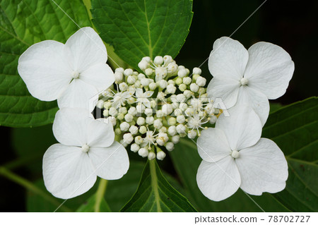 White frame blooming hydrangea (hydrangea) White frame blooming hydrangea (hydrangea) 78702727