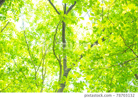 Fresh green nature image 78703132