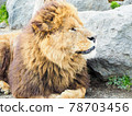 The profile of a lion 78703456