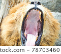 Yawning lion 78703460